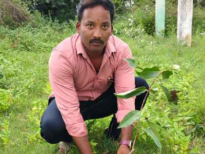 Sandalwood Plantation